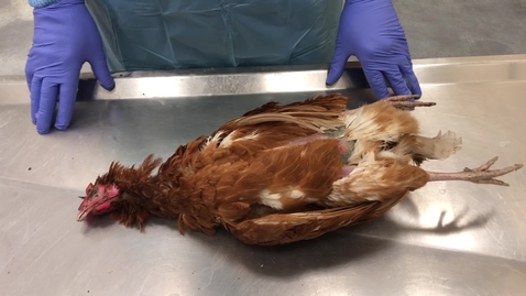 Thumbnail for Avian post mortem