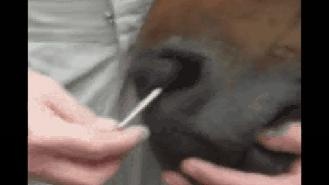 Thumbnail for URT endoscopy in the horse: Rotating the catheter