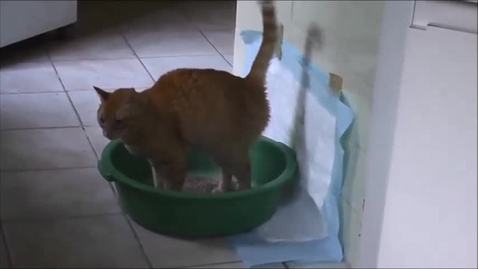 Thumbnail for Latrine behaviour in the cat