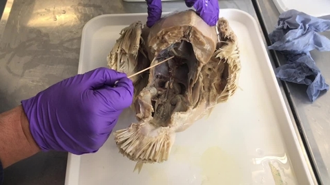 Thumbnail for Anatomy of the heart in the turkey