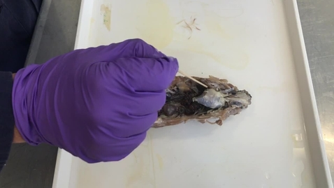 Thumbnail for Anatomy of the heart in the bird