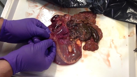 Thumbnail for Anatomy of the gastrointestinal tract in the lamb