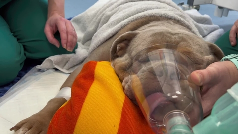 Thumbnail for Anaesthesia consolidation