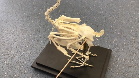 Thumbnail for Hindlimb of the bird: Pelvis