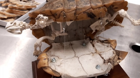 Thumbnail for Chelonian skeleton
