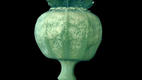 Thumbnail for Poppy seed head