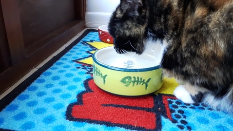 Thumbnail for Eating and swallowing in the cat: Clip 1