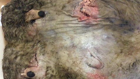 Thumbnail for Mammary gland in the ox