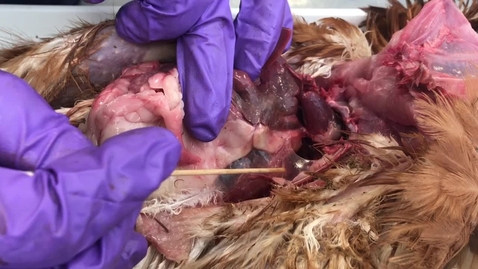 Thumbnail for Anatomy of the thoracic cavity in the bird