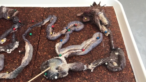 Thumbnail for Anatomy of the gastrointestinal tract in the bird: Proventriculus and gizzard