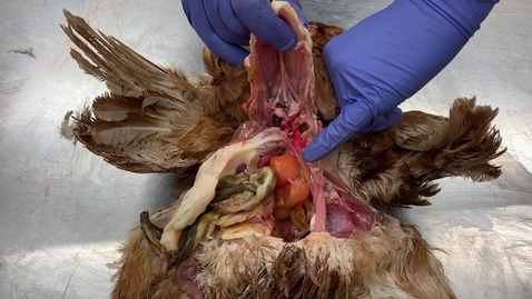 Thumbnail for Avian reproduction: Clip 3