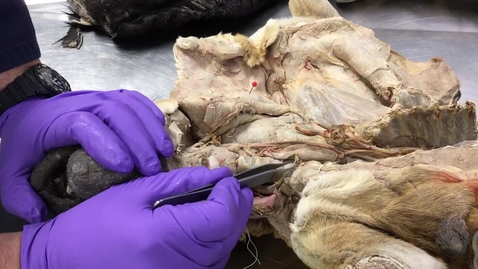 Thumbnail for Thyroid glands of the dog