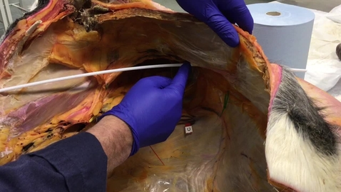 Thumbnail for Inguinal canal in the stallion
