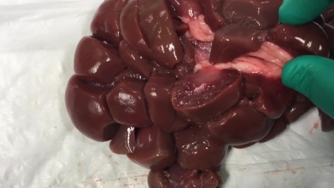 Thumbnail for Anatomy of the kidney in the ox and aquatic species