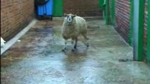 Thumbnail for The Itchy Sheep: Clip 1