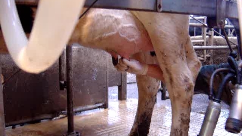 Thumbnail for entry Standard milking procedures: Foremilking and attaching cluster unit