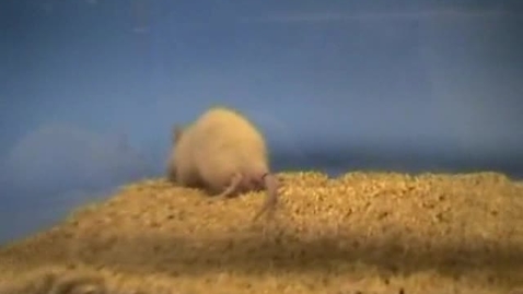 Thumbnail for Assessing pain in the rat: Clip 3