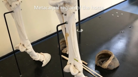 Thumbnail for Forelimb of the horse: Metacarpus