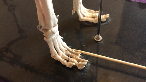 Thumbnail for Forelimb of the dog: Digits