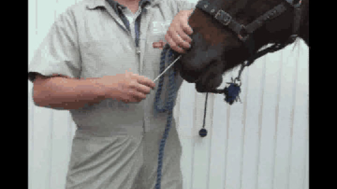 Thumbnail for URT endoscopy in the horse: Advancing the catheter