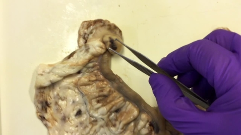 Thumbnail for Reproductive tract in the bitch: Clip 1