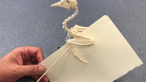 Thumbnail for Forelimb of the bird: Clip 2