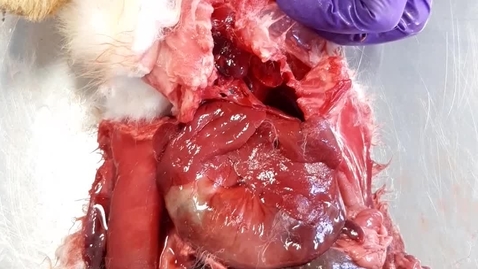 Thumbnail for entry Thoracic cavity in the rabbit