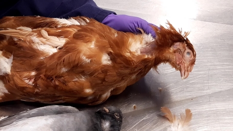 Thumbnail for Blood sampling in the bird: Jugular vein