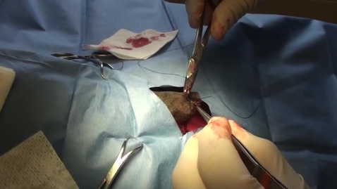 Thumbnail for Canine tail amputation
