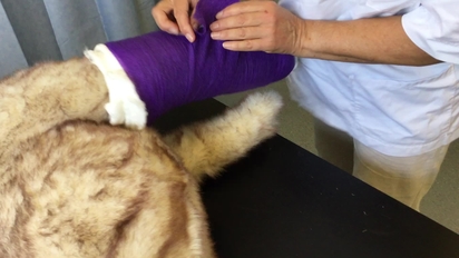 Robert sales jones bandage