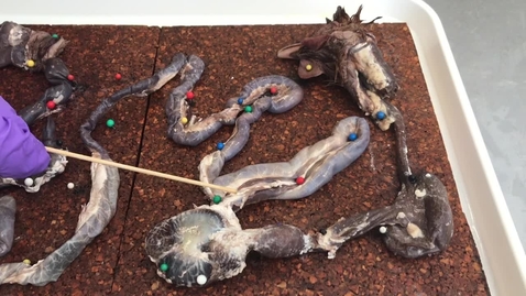 Thumbnail for Anatomy of the gastrointestinal tract in the bird: Duodenum
