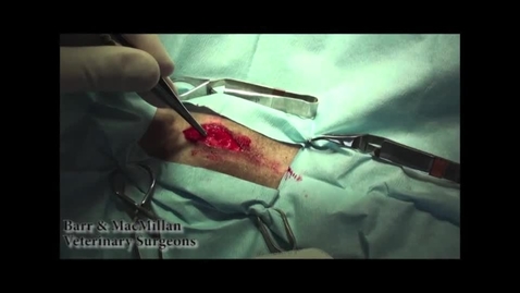 Thumbnail for Ovariohysterectomy in the bitch
