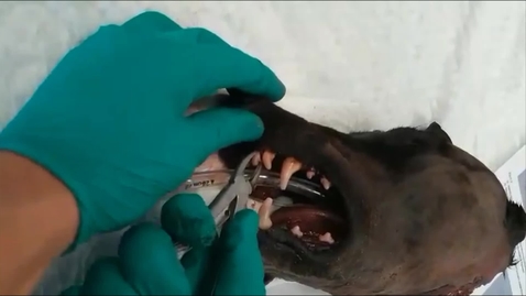 Thumbnail for entry Performing a closed tooth extraction in the dog