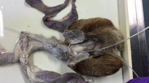 Thumbnail for Reproductive tract in the lioness