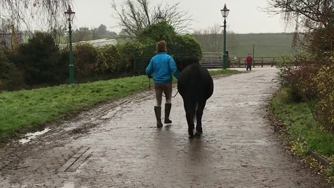 Thumbnail for Gait analysis of the horse: Clip 7