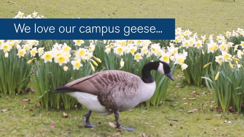 Thumbnail for University of Nottingham - Goose Tunnel