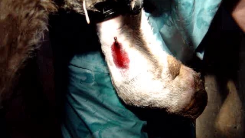 Thumbnail for Intravenous regional anaesthesia of the bovine distal limb