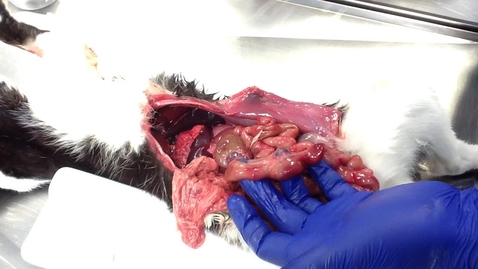 Thumbnail for Anatomy of the gastrointestinal tract in the cat: Ileum