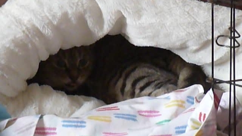 Thumbnail for Pre-parturition in the cat: Clip 2