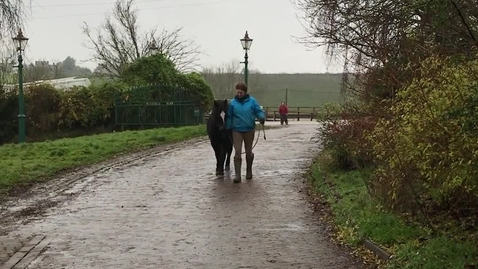 Thumbnail for Gait analysis of the horse: Clip 8