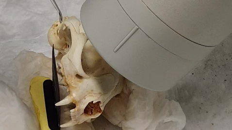 Thumbnail for Dental radiography: Feline upper carnassial