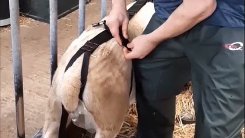 Thumbnail for Using the harness method for urine collection in sheep