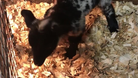Thumbnail for Border disease in the lamb