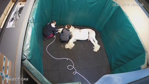 Thumbnail for Excellent equine recovery