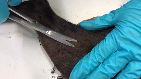 Thumbnail for Superficial skin scraping
