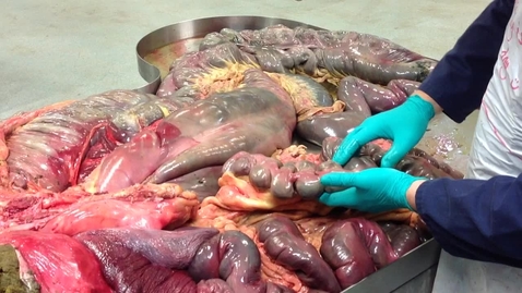 Thumbnail for Anatomy of the gastrointestinal tract in the horse: Transverse and descending colon