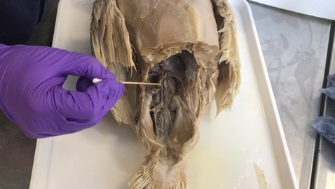 Thumbnail for Testicles in the bird