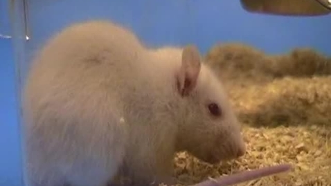 Thumbnail for Assessing pain in the rat: Clip 1