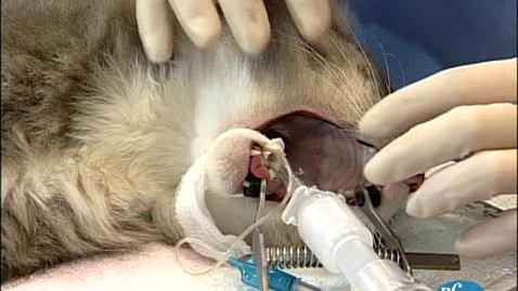 Thumbnail for Performing an infraorbital block in the cat
