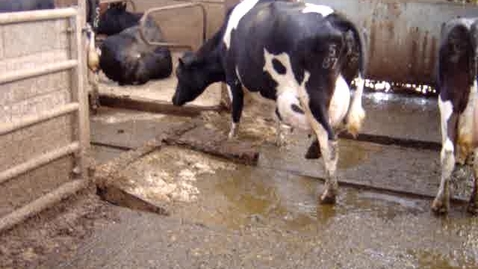 Thumbnail for Bow wave of slurry created by an automatic scraping system